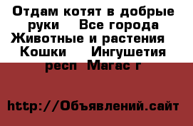 Отдам котят в добрые руки. - Все города Животные и растения » Кошки   . Ингушетия респ.,Магас г.
